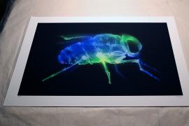 英国艺术家SHOK-1发布了一系列X-Fly印花版画