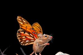 “鼠蝇”—绘画家丽莎·埃里克森创作的超现实画作
