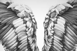 帕格利亚创作的充满颗粒感效果的手绘鸟翼图像