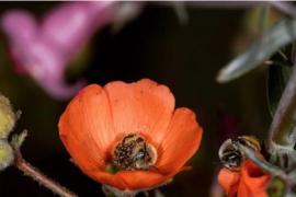 “偷懒的蜜蜂”摄影师镜头捕捉到的蜜蜂在花上休息的可爱画面