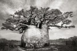 巨大的猴面包树的黑白影像记录