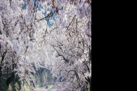 京都的四季——Ying Yin风景摄影