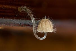 两位真菌学家捕捉了厄瓜多尔数百种奇异的真菌照片
