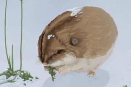 拯救南极北极：插画风海报设计欣赏