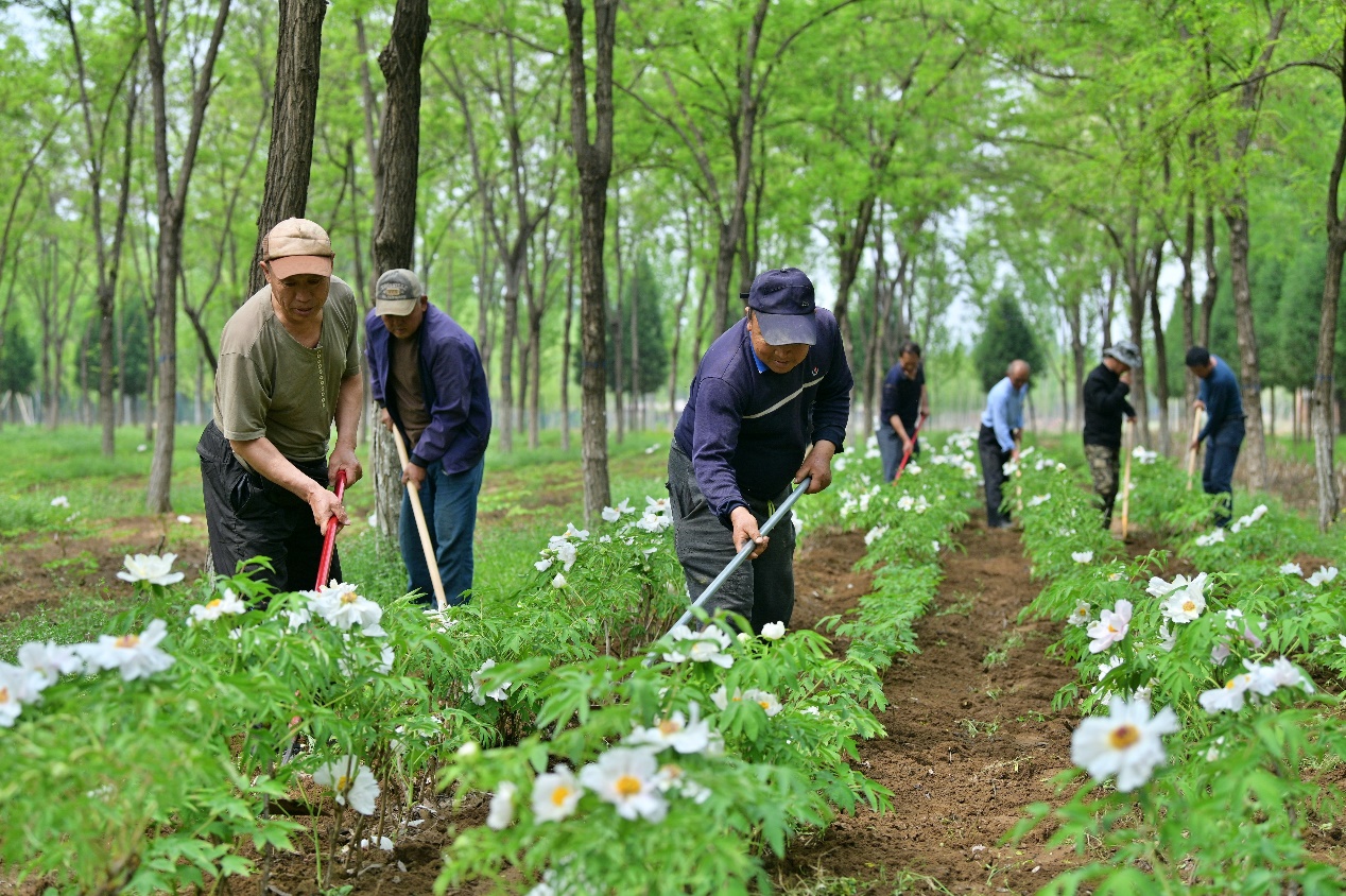 丰收的中国 春到平谷 林下经济促振兴——大型媒体采风活动在平谷启动