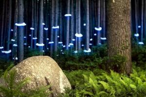 五位艺术家的光影奇境：自然、幻想与创意的碰撞