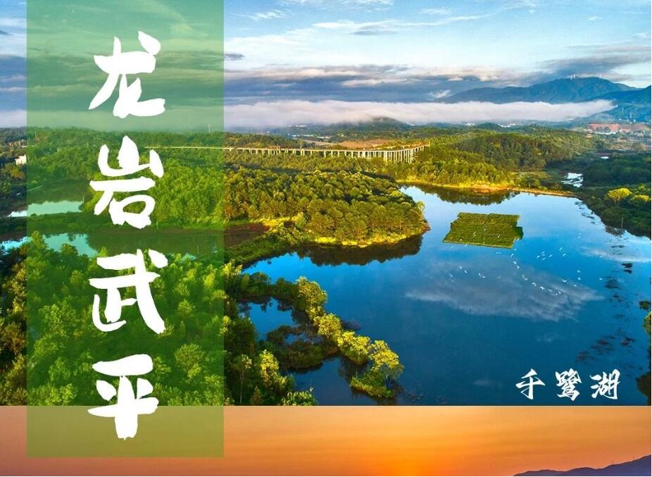 赋能林下珍宝！武平紫灵芝品牌标识体系征集，解锁创意赢大奖