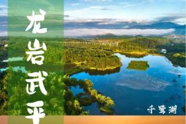 赋能林下珍宝！武平紫灵芝品牌标识体系征集，解锁创意赢大奖