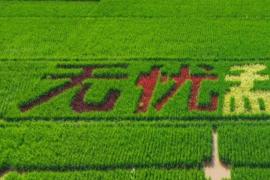 定格农垦之美 共绘勐腊画卷 2026影像作品大赛全面征稿