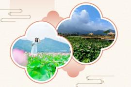 赏芦山荷塘，绘乡村新意！2026荷美芦山设计大赛正式开启